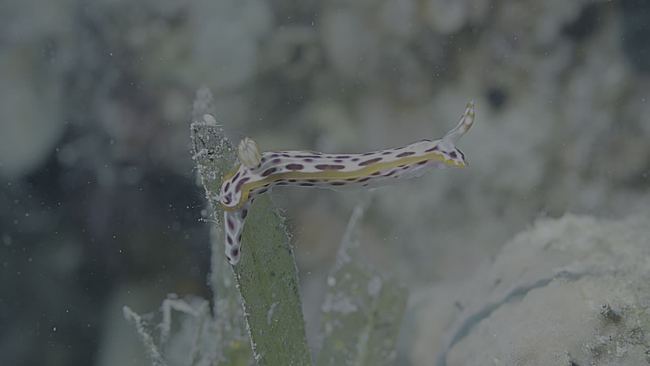 4K HDR macro shots of a colorful nudibranch in the Red Sea, vivid colors and extreme detail. Ideal for nature films, educational content, and high-end visuals.