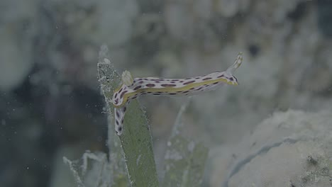 4K HDR macro shots of a colorful nudibranch in the Red Sea, vivid colors and extreme detail. Ideal for nature films, educational content, and high-end visuals.
