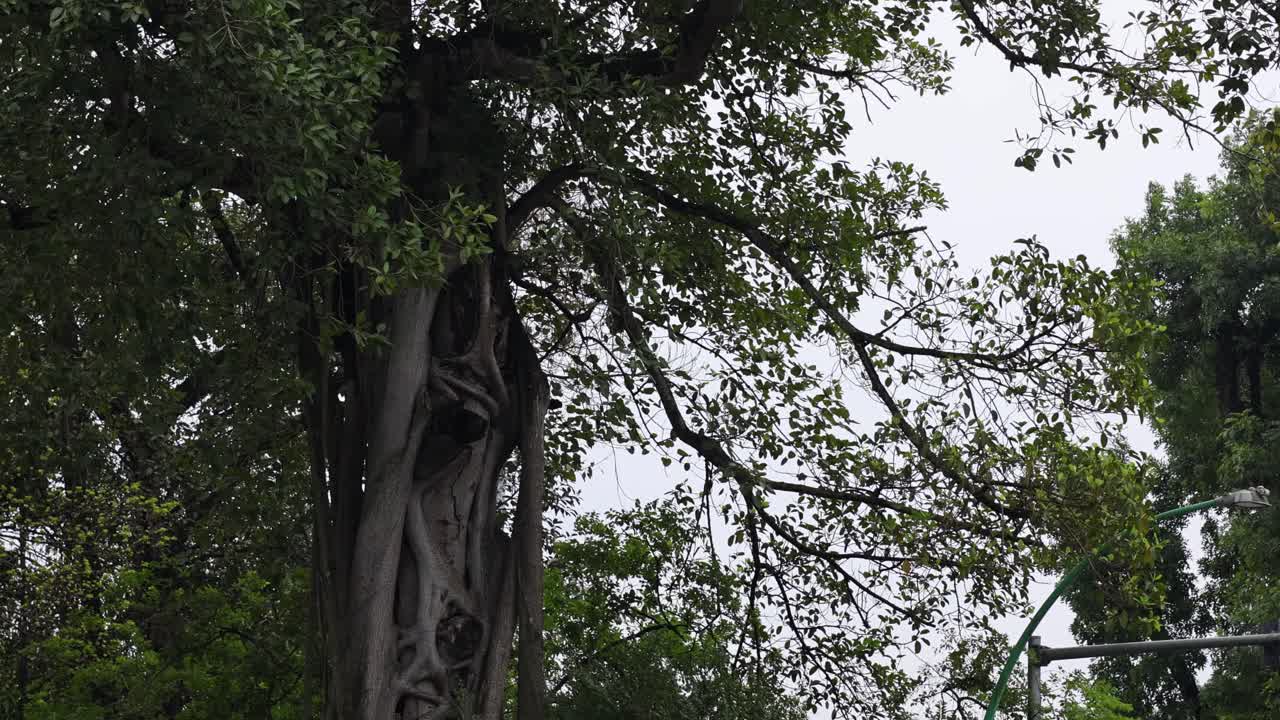 두꺼운 잎자루 를 가진 큰 나무