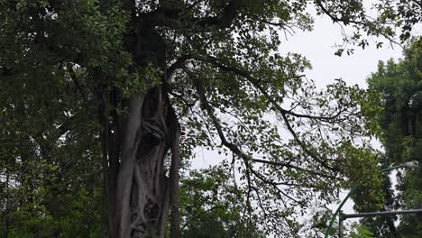 a large tree with dense foliage