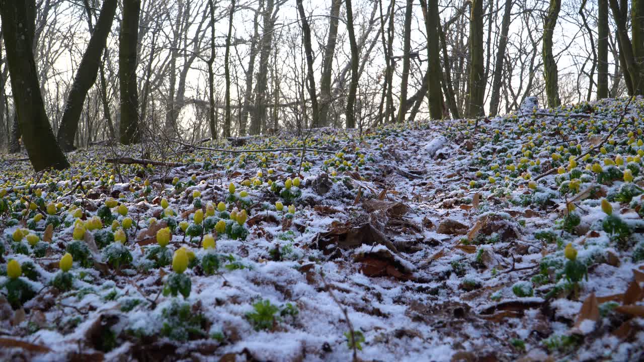 Bellissimo caos creato dalla natura sul suolo della foresta