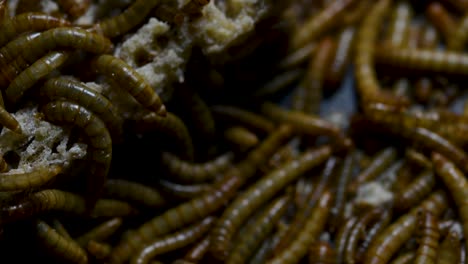 the mealworm is a species of darkling beetle used to feed pets like fish, snakes, birds, and frogs