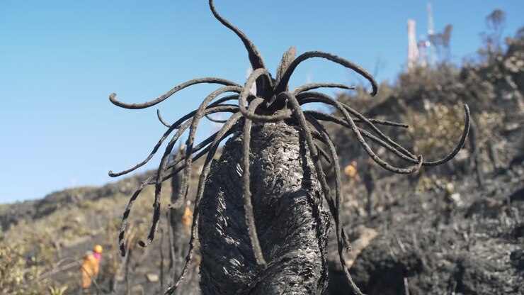 Brændt frailejon i paramo de Santurbán, Berlin, Santander.