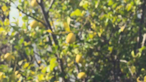 Grabación-De-Limones-Colgados-De-Las-Ramas-De-Un-árbol-Al-Aire-Libre,-Creando-Una-Atmósfera-Mediterránea,-Con-Una-Casa-Al-Fondo