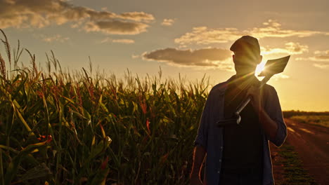 granjero en un campo de maíz al atardecer