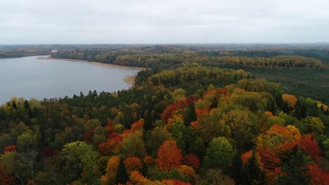 Colorful-seasonal-forests-and-bog-lake-in-autumn-time-aerial-footage