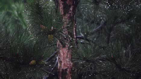 rain drops from coniferous leaves on a cloudy and rainy day