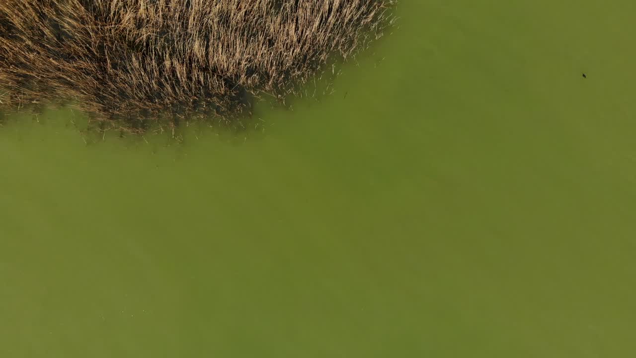 cañas marrones secas rodeadas de agua fangosa amarilla de laguna poco profunda, textura colorida del lago por vista aérea