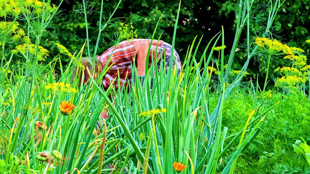 Farmer bending to harvest vegetables in lush green garden surrounded by tall plants