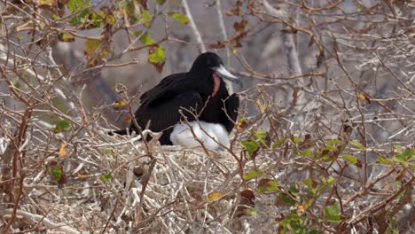 an adult male frigatebird sits with its freshly hatched, downy chick in its nest in a tree on north seymour island near santa cruz in the galápagos islands