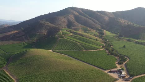 Aerial-orbit-over-a-vineyard-at-Casablanca,-Chile