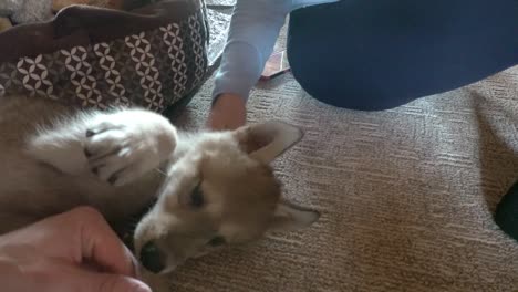 jugando con un adorable bebé lobo de madera
