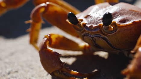 cangrejos rojos migrando en una playa
