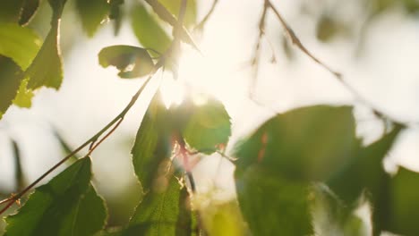 morning first ray of sunshine hitting fresh leaves