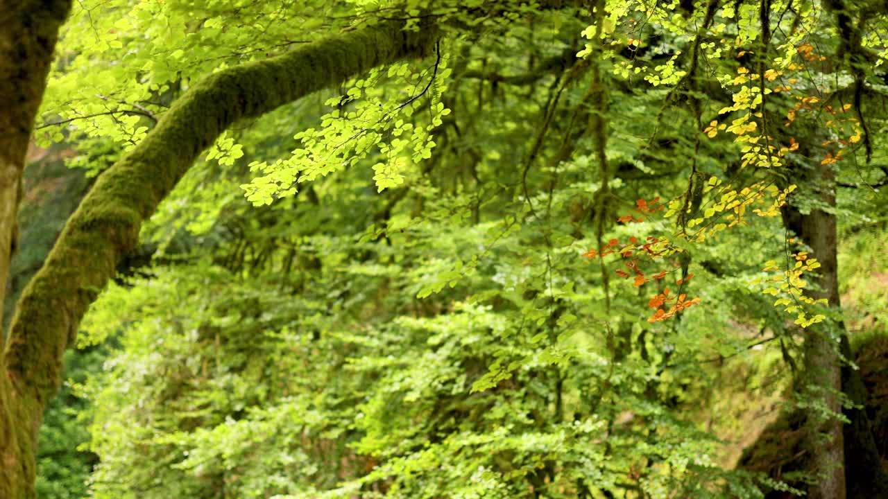 follaje verde exuberante con hojas de naranja ocasionales