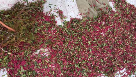 winnowing threshing barberries in garden the barberry agriculture is traditional skill of gardening in khorasan iran desert mountain climate sorting harvest season sun dry keep long natural preserve