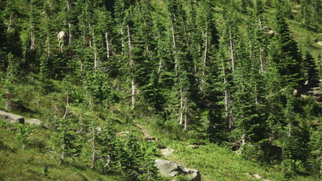 long-shot of bighorn sheep disappearing amongst trees on mountainside