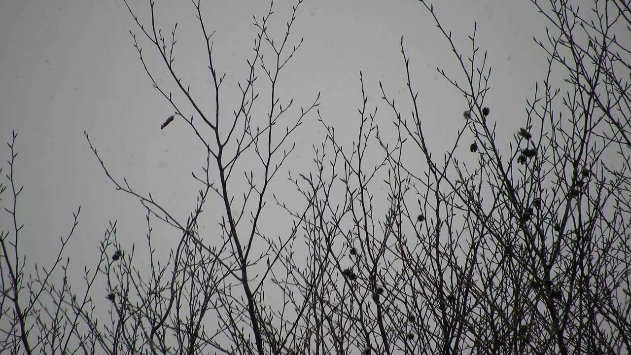 снег на ветвях деревьев, холодная погода в преддверии праздников