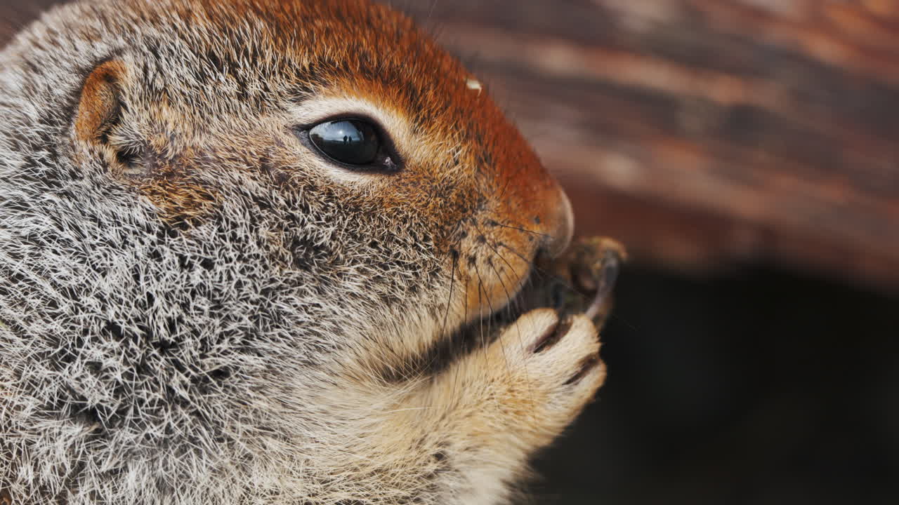 un primer plano de una ardilla de tierra ártica comiendo