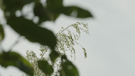 medium shot of a huge birch tree moving in the wind, late september in germany