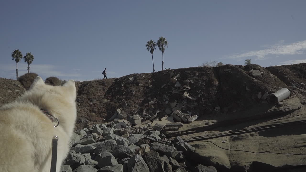 Husky dog curiously watches man walking on shoreline at Sunset Cliffs, San Diego - Cinematic Slow Motion