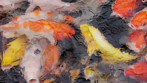 swarming colorful koi fishes in pond