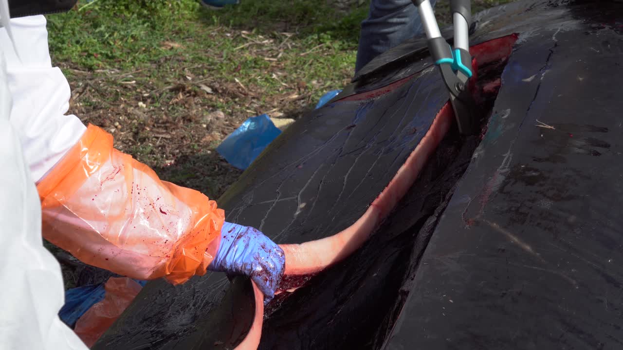 Using bolt cutters during an autopsy of a washed up whale carcass