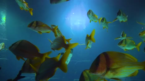 gran acuario decorado con un arrecife de coral con peces tropicales, tortugas y rayas