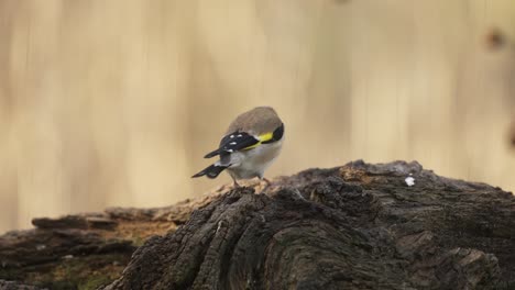 Goldfinch-Walking-along-a-Branch-and-Flying-Away,-Cinematic-Slow-Motion-Close-Up,-Shallow-Depth-of-Field