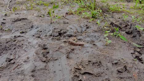 african plated tractor millipede centipede walking free on wet ground in nature