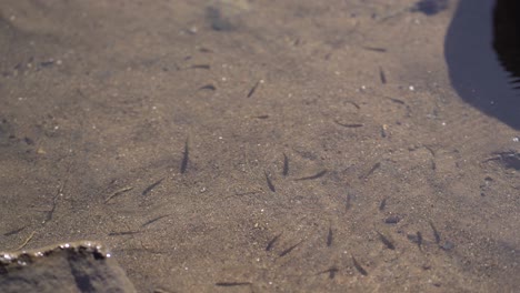 a collection of small fish swimming in the river