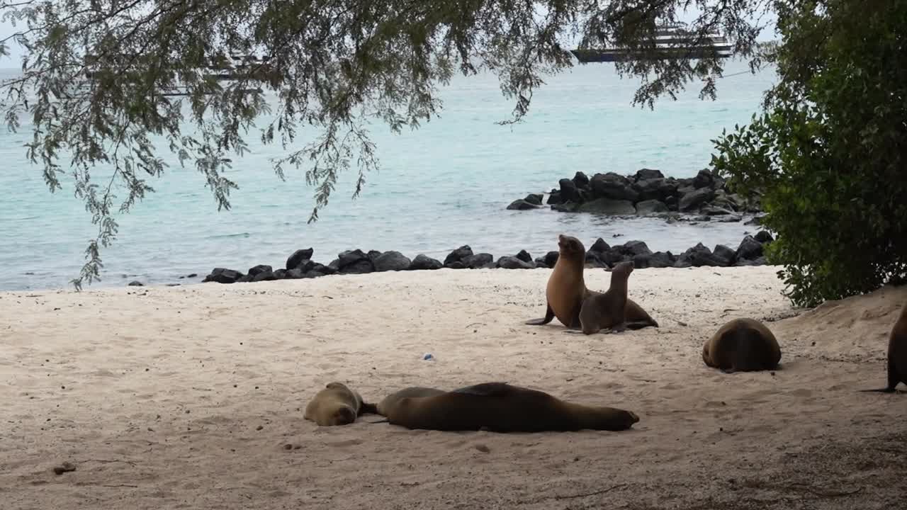 A baby sealion walks around the beach on the Galapagos Islands