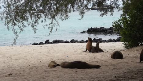 a baby sealion walks around the beach on the galapagos islands