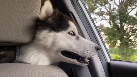 jack russell terrier looks out the open window of the car. close up slow motion.
