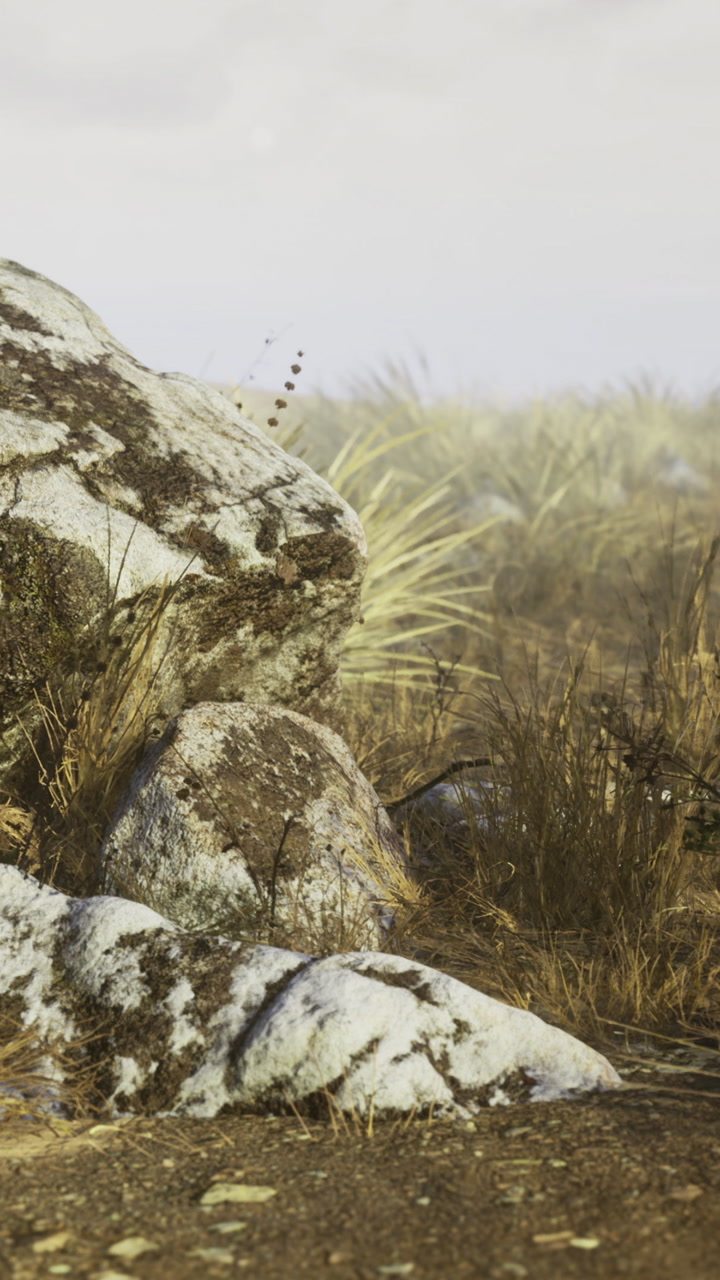 Wild landscape with rocks and grass in the early morning light near a field