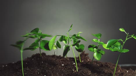 plant in rain nature freshness water seedlings