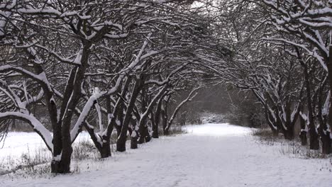 Carretera-Escénica-De-Invierno-A-Través-Del-Bosque-Cubierto-De-Nieve-Después-De-Las-Nevadas