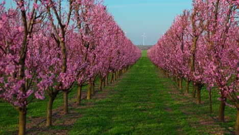 Rows Of Japanese Apricot Trees In Bloom