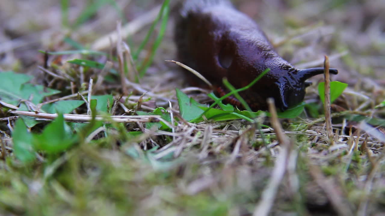 Comportamento macro: Limaccia nera mangia piccola foglia verde sul terreno della foresta