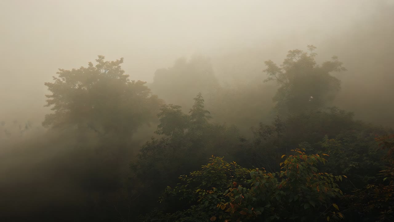 Revealing central conifer and deciduous canopy slowly emerging on forest valley as fog thinning