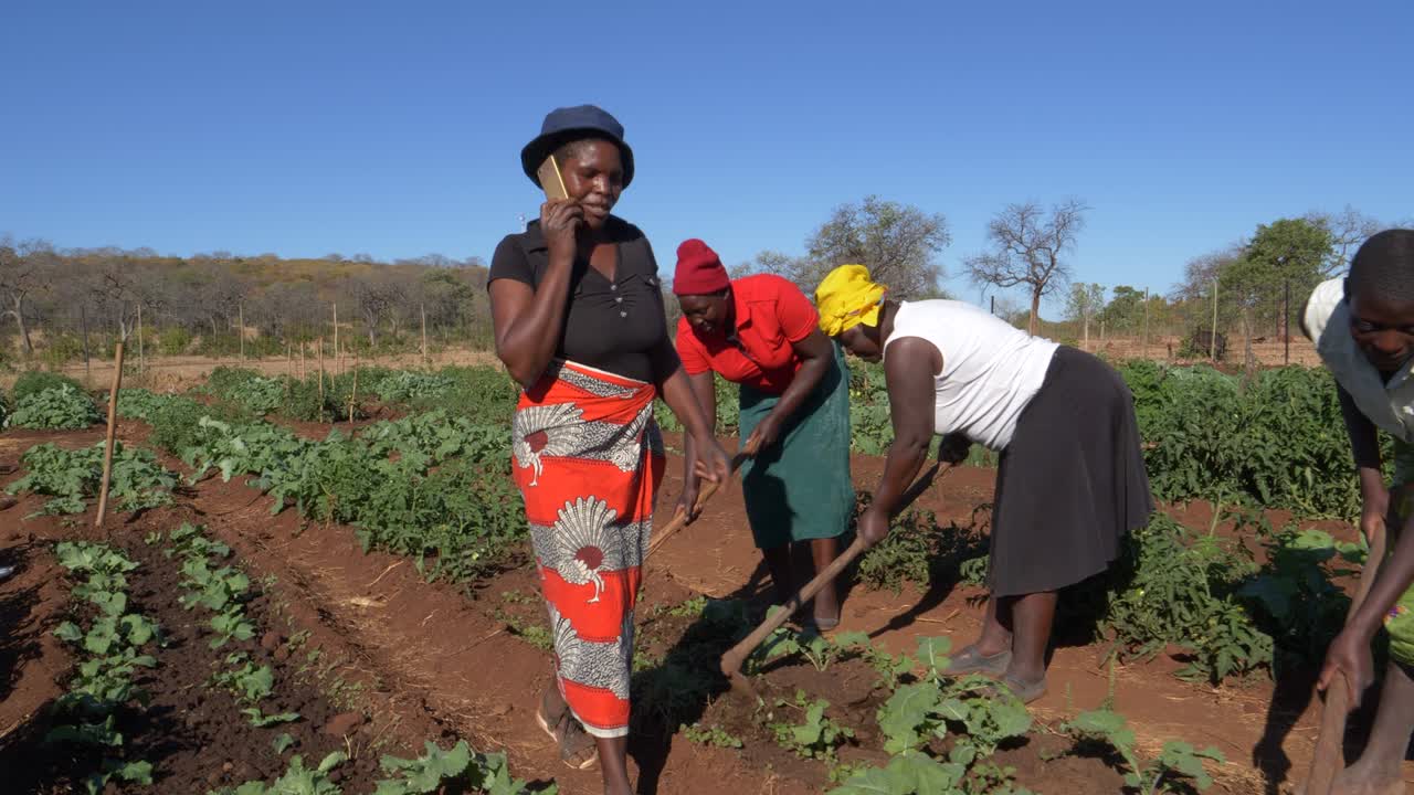 지역 정원 프로젝트: 짐바브웨에서 다른 여성이 채소를 키우는 동안 시장과 통신하는 휴대 전화 여성