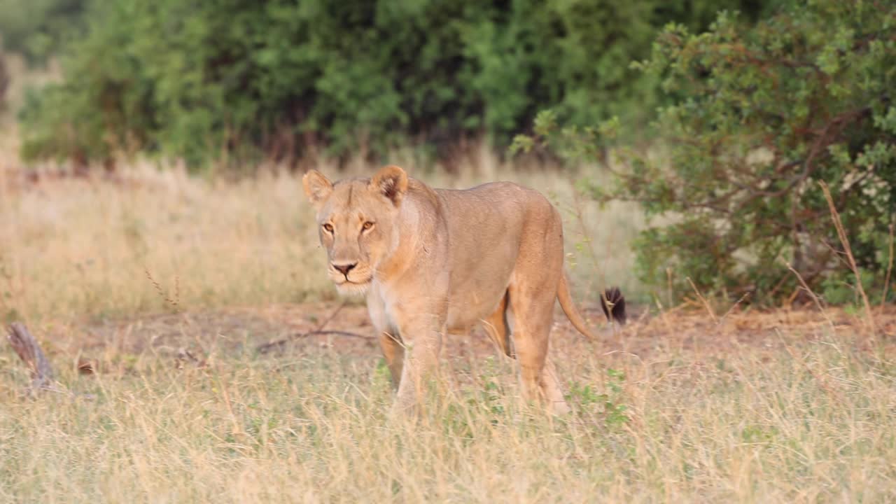 panning shot van een leeuwin die in het droge gras loopt terwijl ze snuffelt in gouden licht, khwai botswana