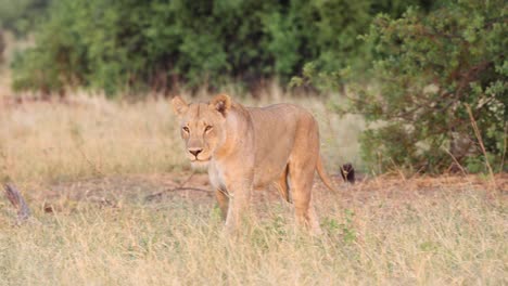 panning shot of a lioness walking in the dry grass while sniffing in golden light, khwai botswana