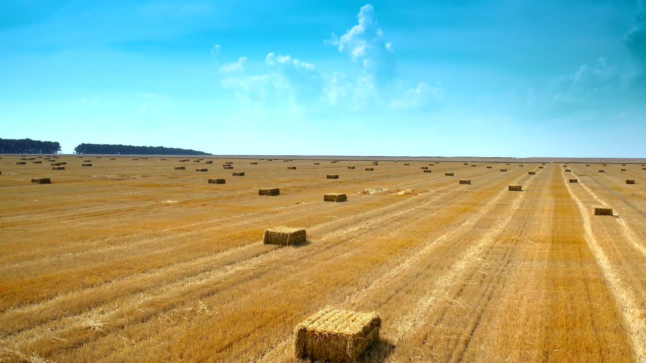 Yellow field with pressed bales under blue sky. Harvested wheat field where the straw stacked into bales. Fight over square bales of dry straw.