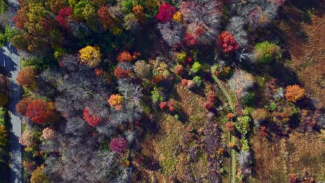 una vista aérea de arriba hacia abajo en lo alto sobre árboles coloridos por una carretera vacía en un día soleado en nueva jersey