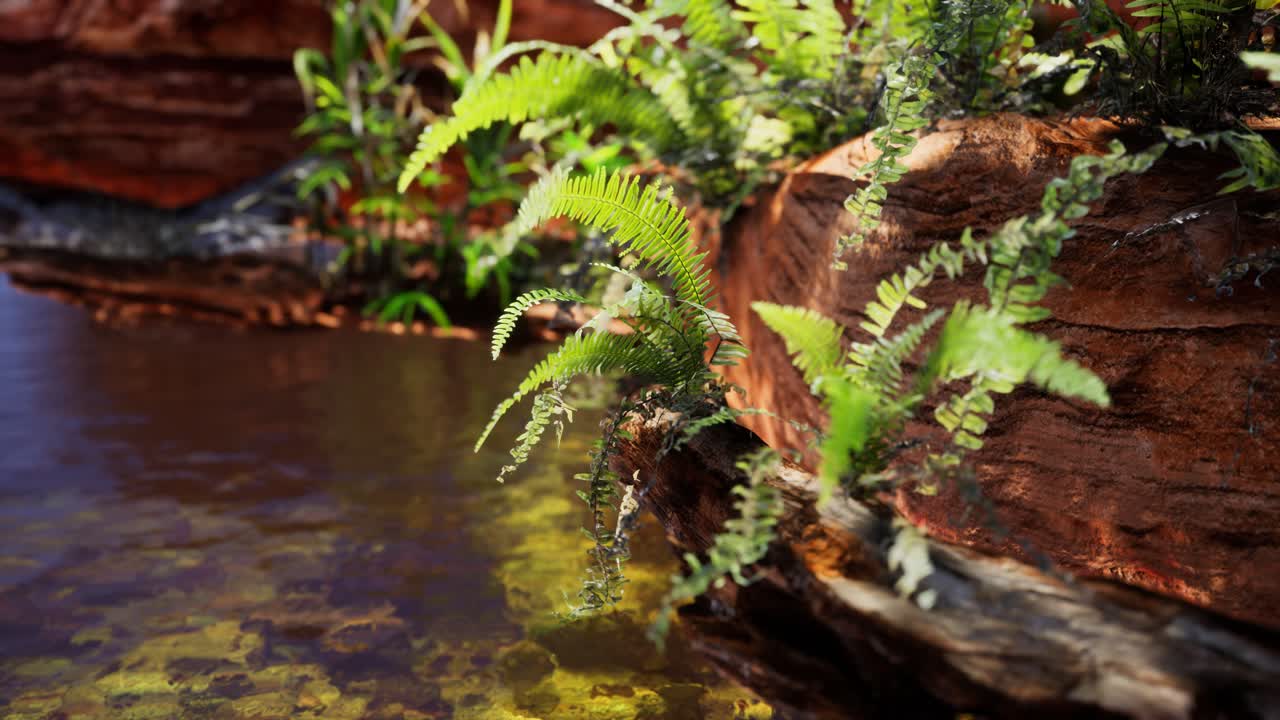 estanque dorado tropical con rocas y plantas verdes