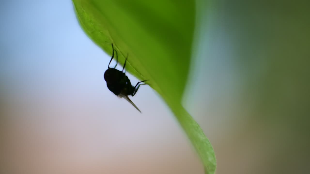 silueta volar videos hd