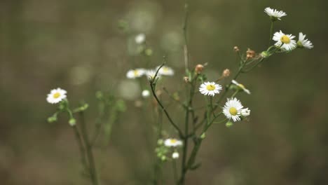 Sommerblumen-In-Der-Prärie