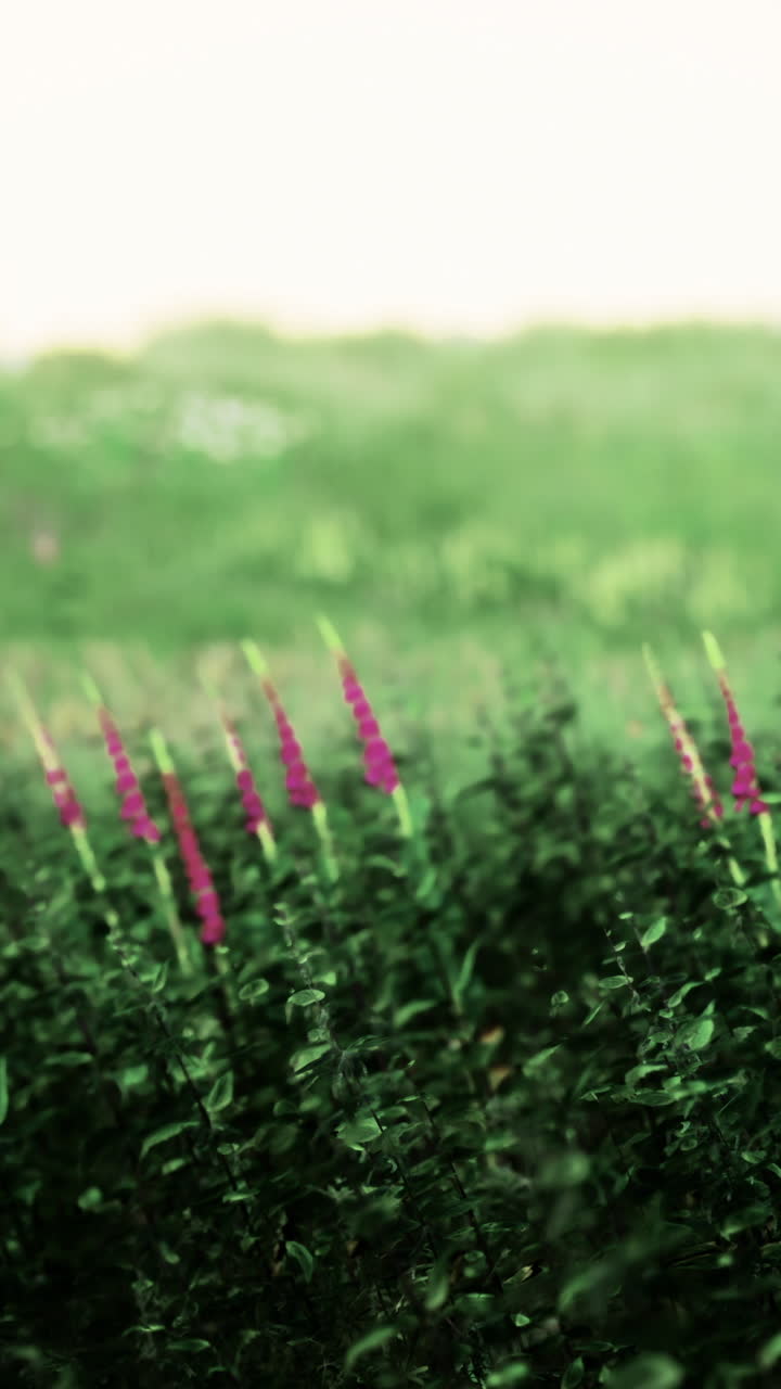 Vibrant wildflowers bloom amidst lush green hills on a serene summer day
