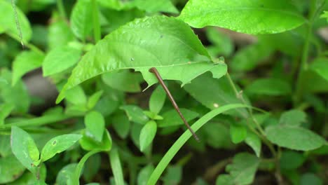 a leech is a forest animal whose main diet is blood